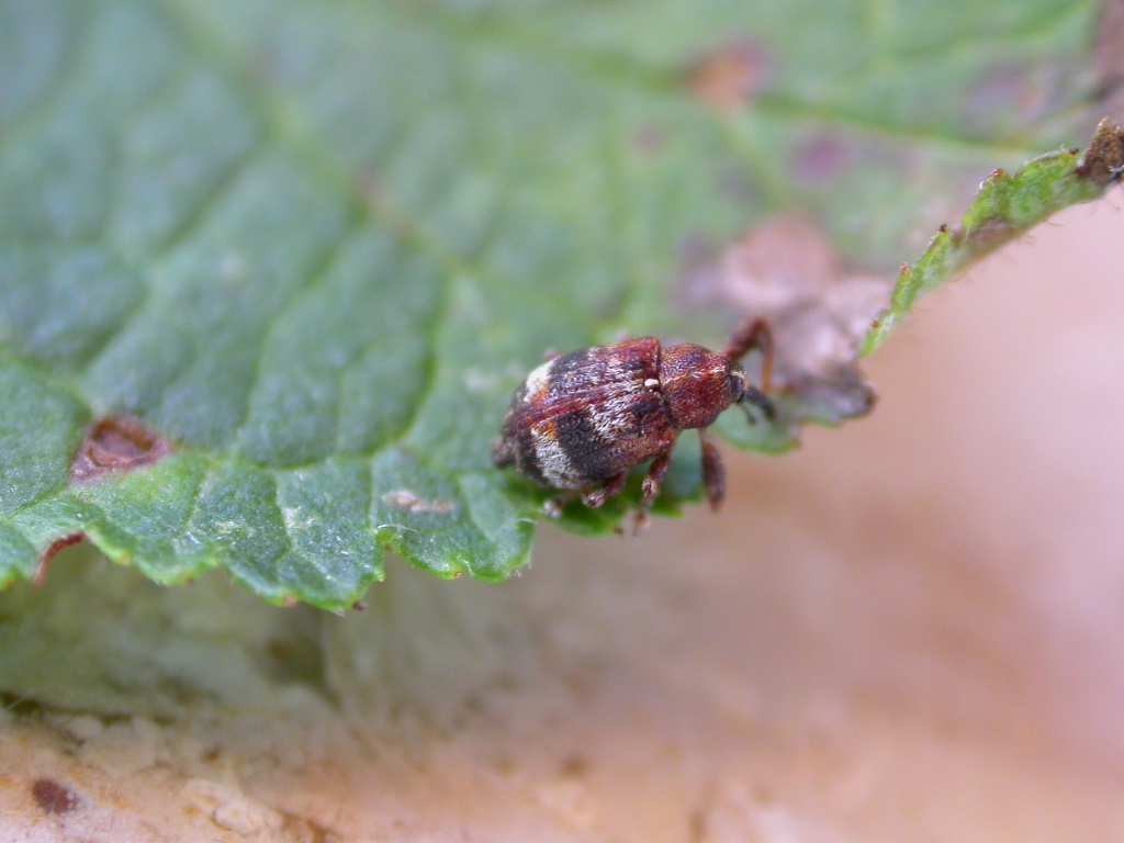 Steinobstknospenstecher adultMU.JPG